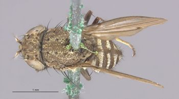 Media type: image;   Entomology 11137 Aspect: habitus dorsal view